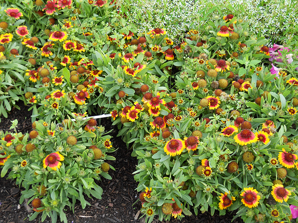 Gaillardia blazing sun 2025